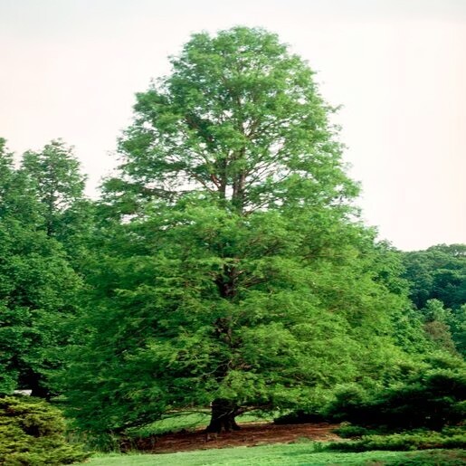 Northern Bald Cypress Tree | Premium Seeds | Taxodium distichum Summer | Plants’
