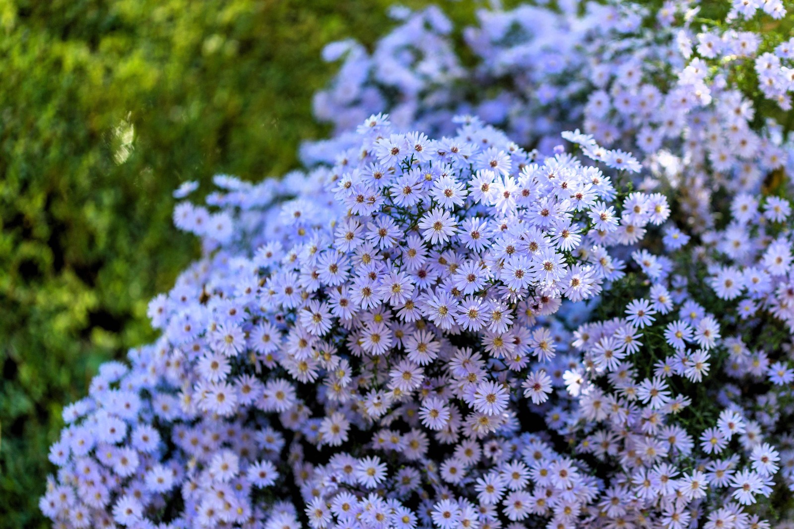 100 HEART LEAVED ASTER Cordifolius Blue Wood Aster Flower Seeds *Combined Ship