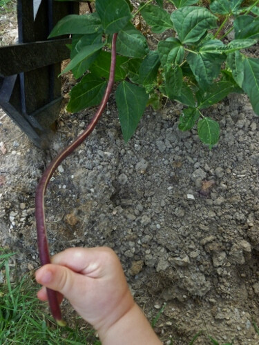 25 Chinese Red Noodle-Yard Long Bean Seeds, NON-GMO, Used often in Asian cooking