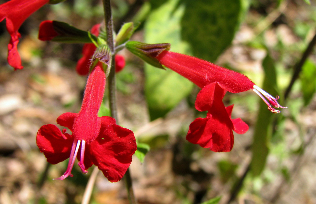 sage, scarlet, HUMMING BIRDS red flower, 300 seeds! GroCo BUY 10=FREE SHIPPING