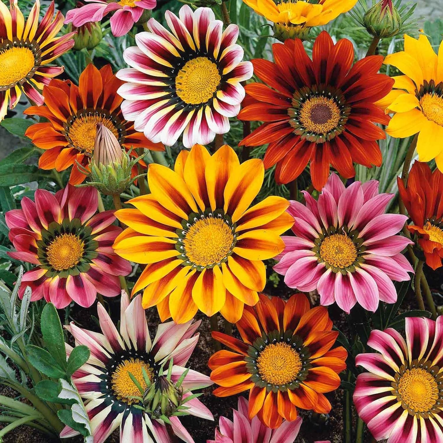 350+ Mix Gazania Seeds for Planting Heat & Drought Tolerant Garden