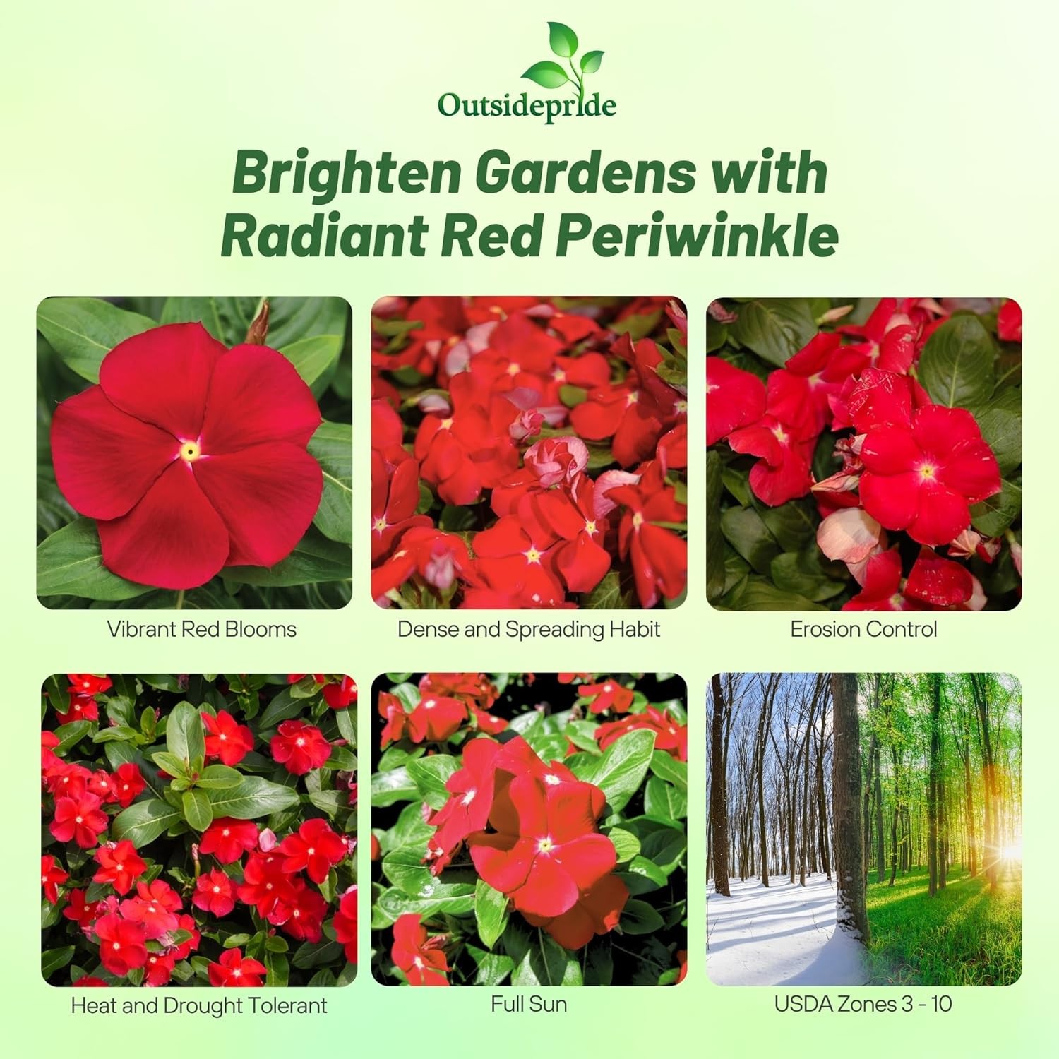 25 Seeds Drought Tolerant Upright Red Vinca Flower Seeds For Containers