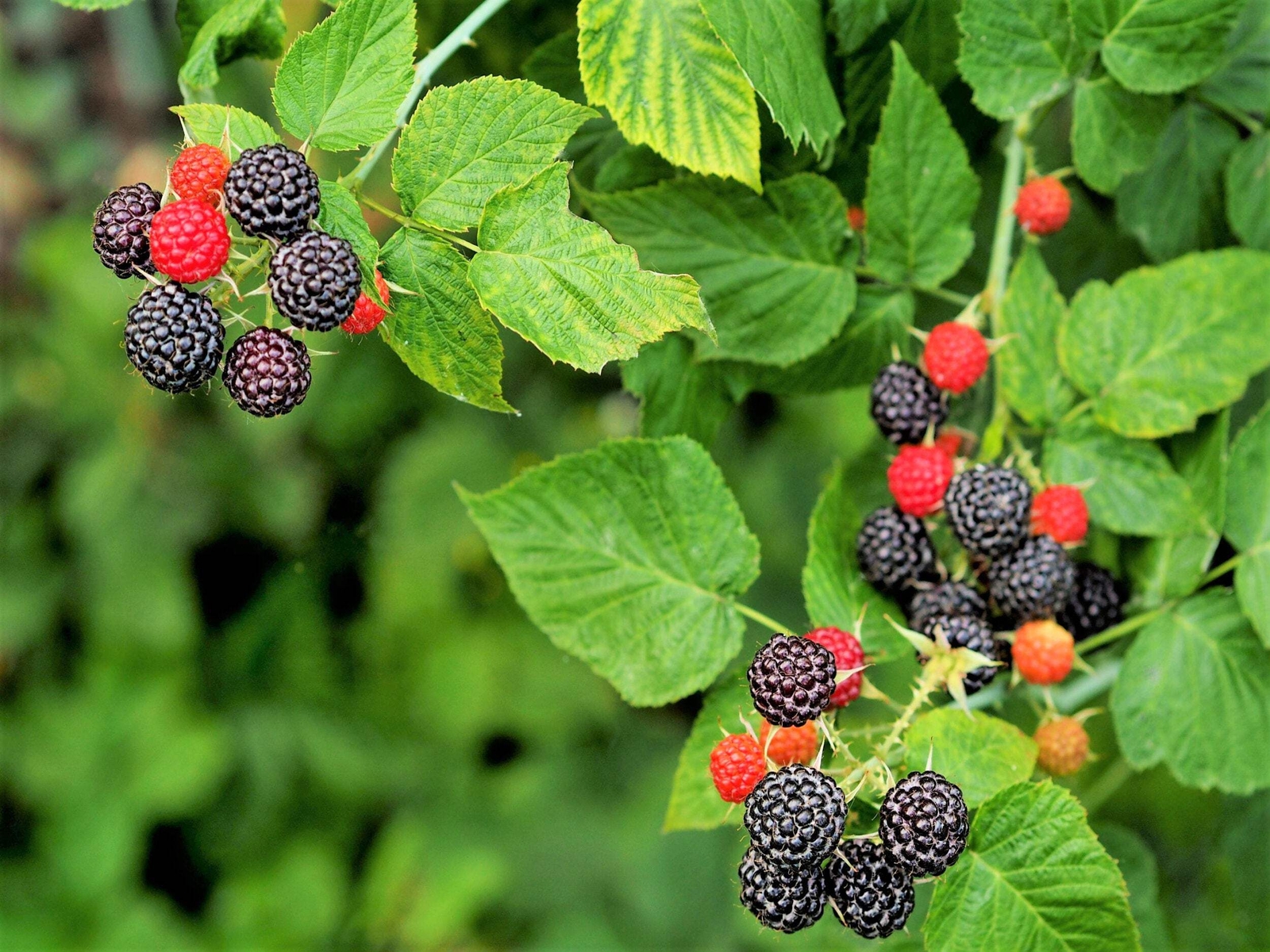 50 WHITEBARK Black RASPBERRY Western Blackcap Rubus Leucodermis Fruit Berry Seed