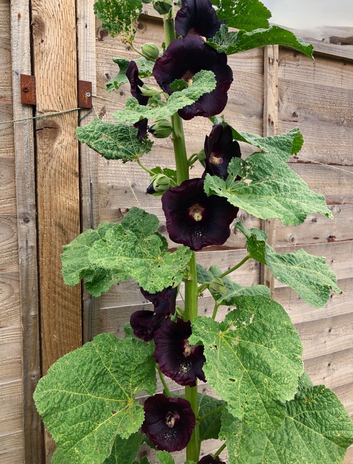 20 Hollyhock Nigra Fresh Premium Seeds, Large Black Blooms/Flowers, USA Seller