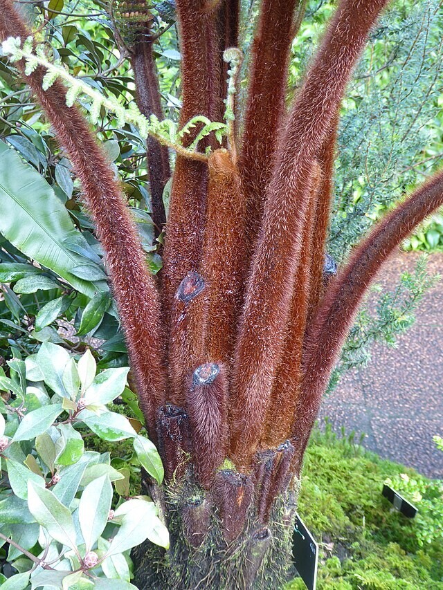 Dicksonia blumei | 100 Spores