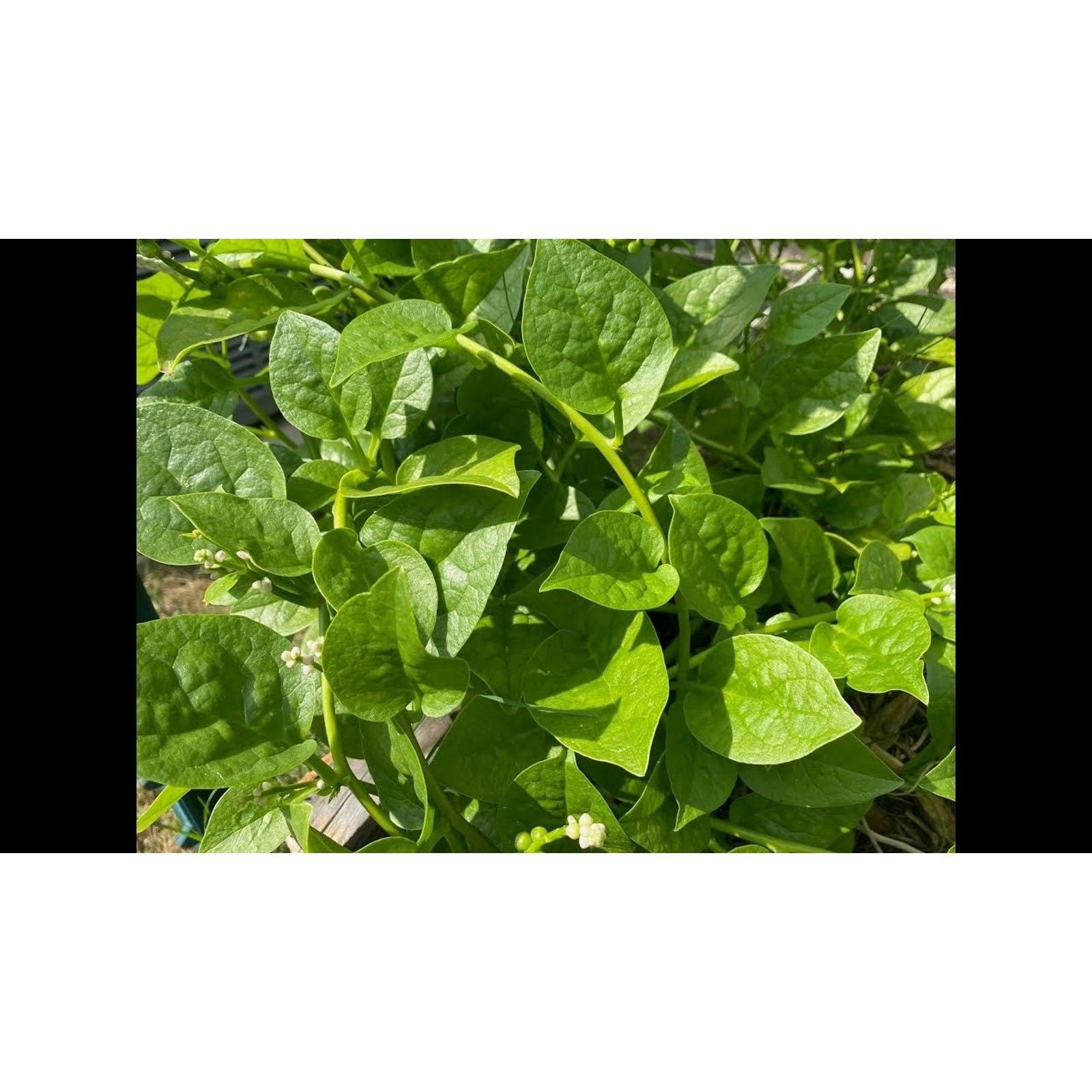 Green Malabar Spinach Mong Toi Seeds Non GMO Heirloom Mild