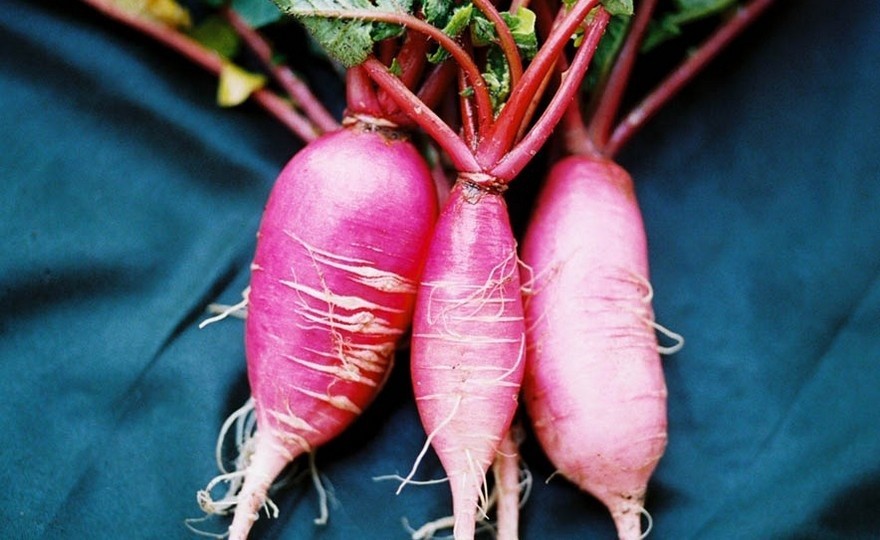 China Rose Radish 100 – 1000 – 5000 Seeds Winter Radish Microgreens Cold Hardy!