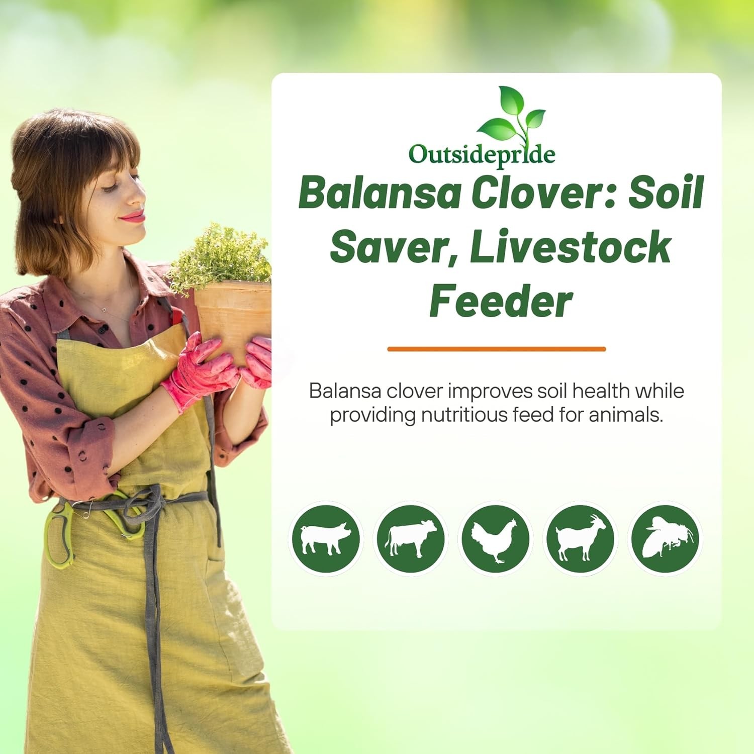 5 LBS – Inoculated FIXatioN Balansa Clover: Bio-Massive Drought Tolerant