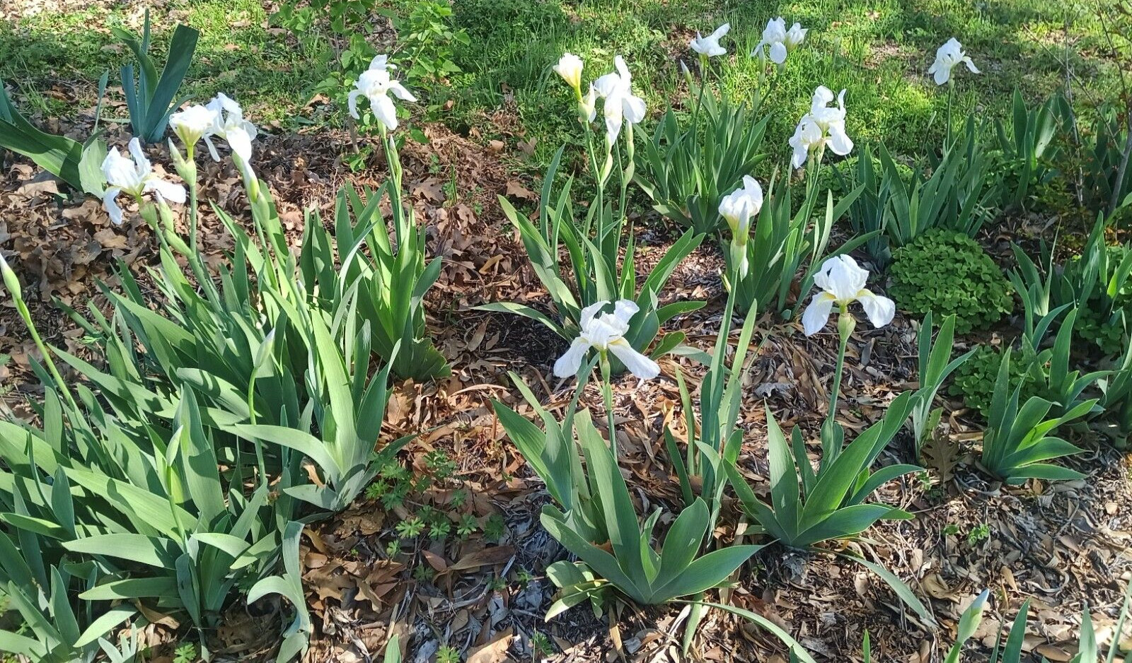 (10) WHITE TALL BEARDED IRIS RHIZOME LIVE ROOT GARDEN PLANTS LOVE SPRING FLOWERS