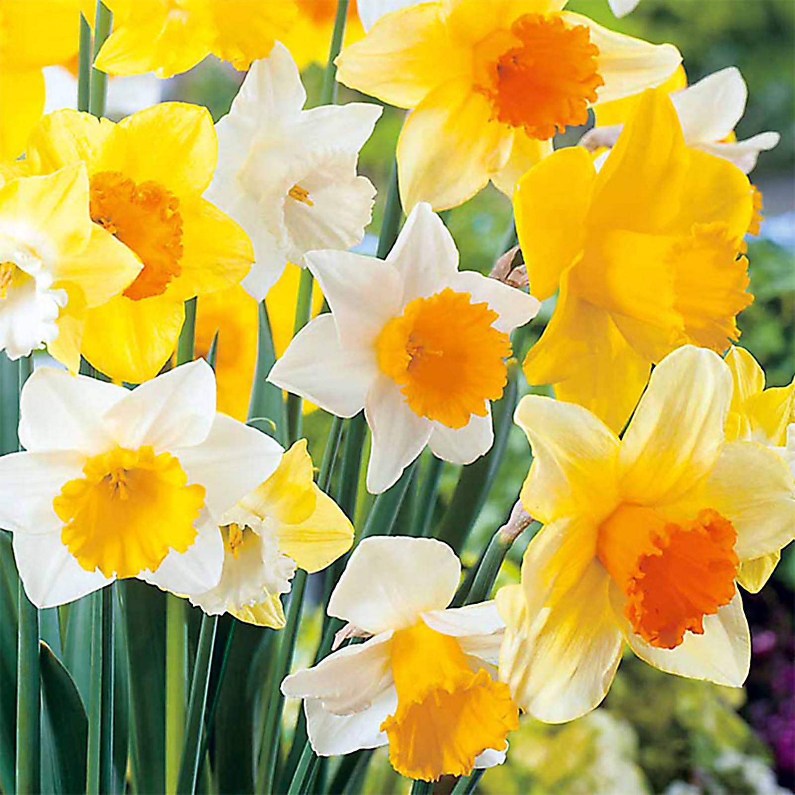(10-PACK) Daffodil bulbs – Trumpet Mix; Red-Devon or similar *SPRING BLOOMS*