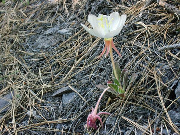 Oenothera caespitosa | Fragrant, Tufted or White Evening-Primrose | 10 Seeds