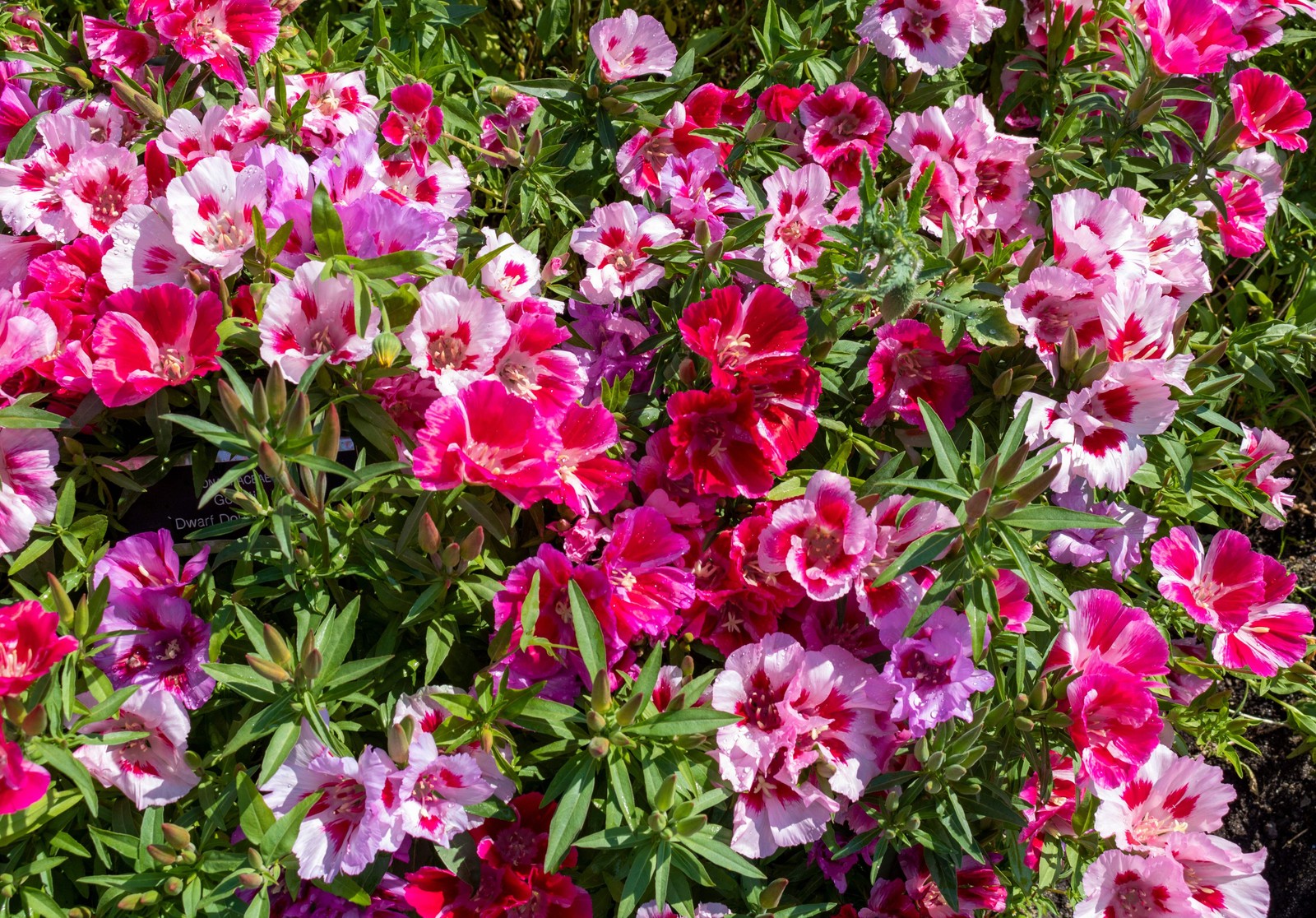 500 DOUBLE DEUCES GODETIA Grandiflora Clarkia Amoena Mixed BiColor Flower Seeds