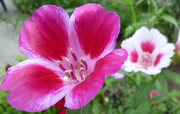 Clarkia amoena | Farewell to Spring | Godetia | 1000 Seeds