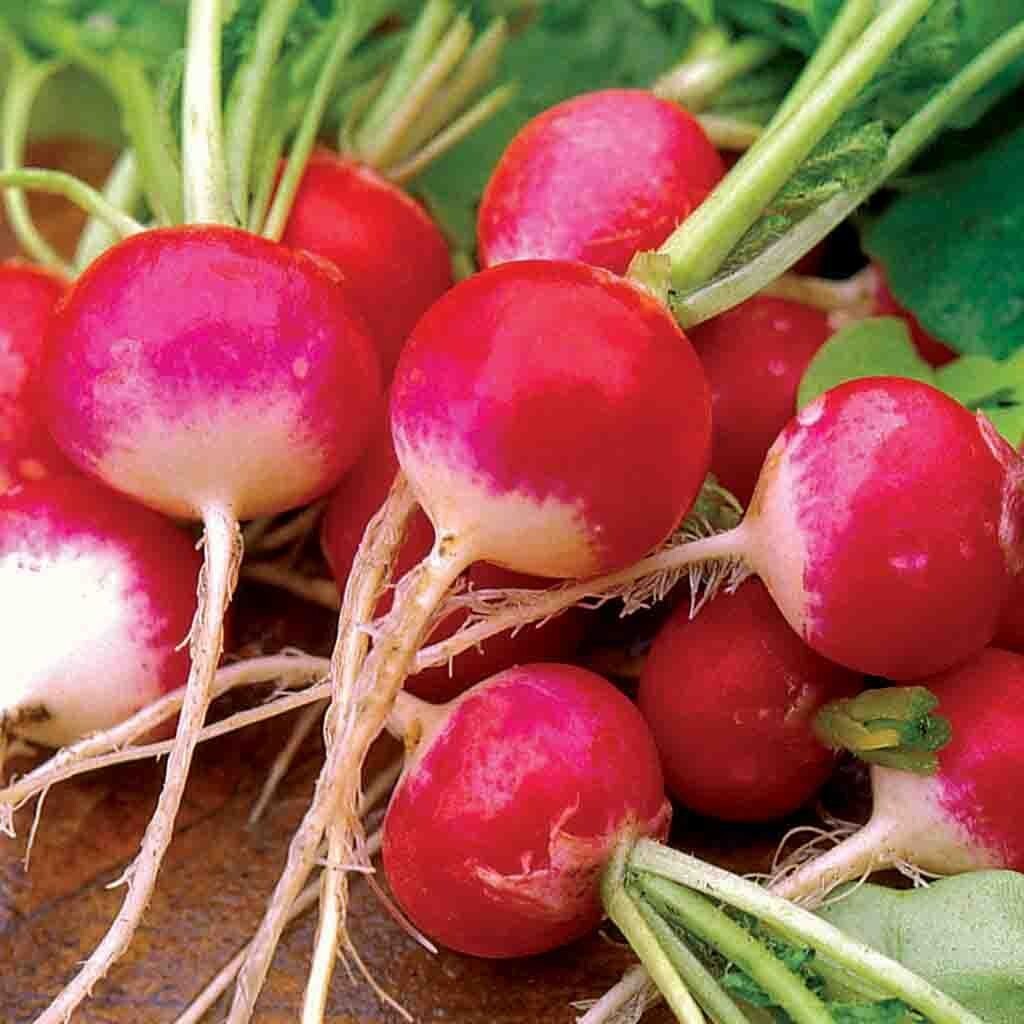 Sparkler Radish Seeds 200 Ct Heirloom Vegetable Garden NON-GMO USA FREE SHIPPING