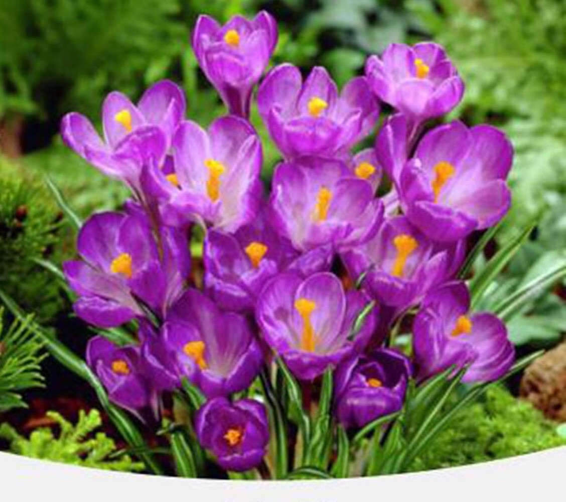 20 SEEDS Mixed Colors CROCUS fragrant flower exotic bush garden plant USA Seller