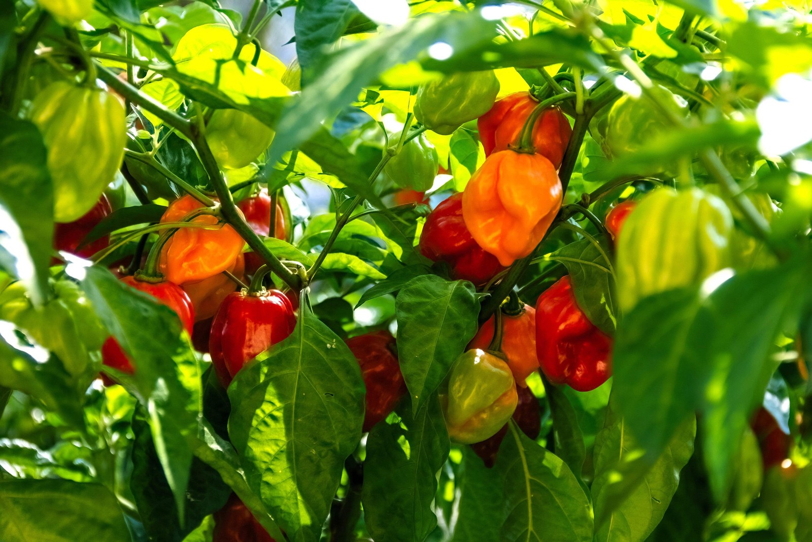 50 MIXED HOT HABANERO PEPPER Red Orange White Brown Mix Capsicum Chinense Seeds