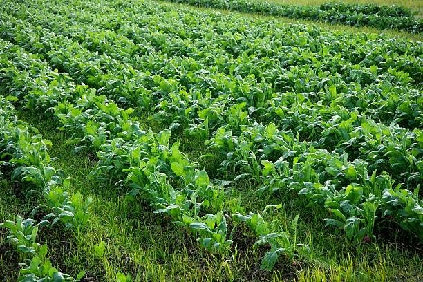 Purple Top White Globe Turnip Seed – NON-GMO Brassica Cover Crop & Food Plot