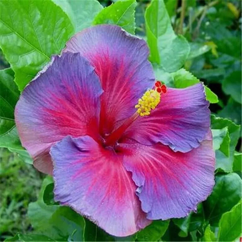 20 Blue Pink Purple Hibiscus Seeds Flowers Flower Seed Perennial Bloom US SELLER