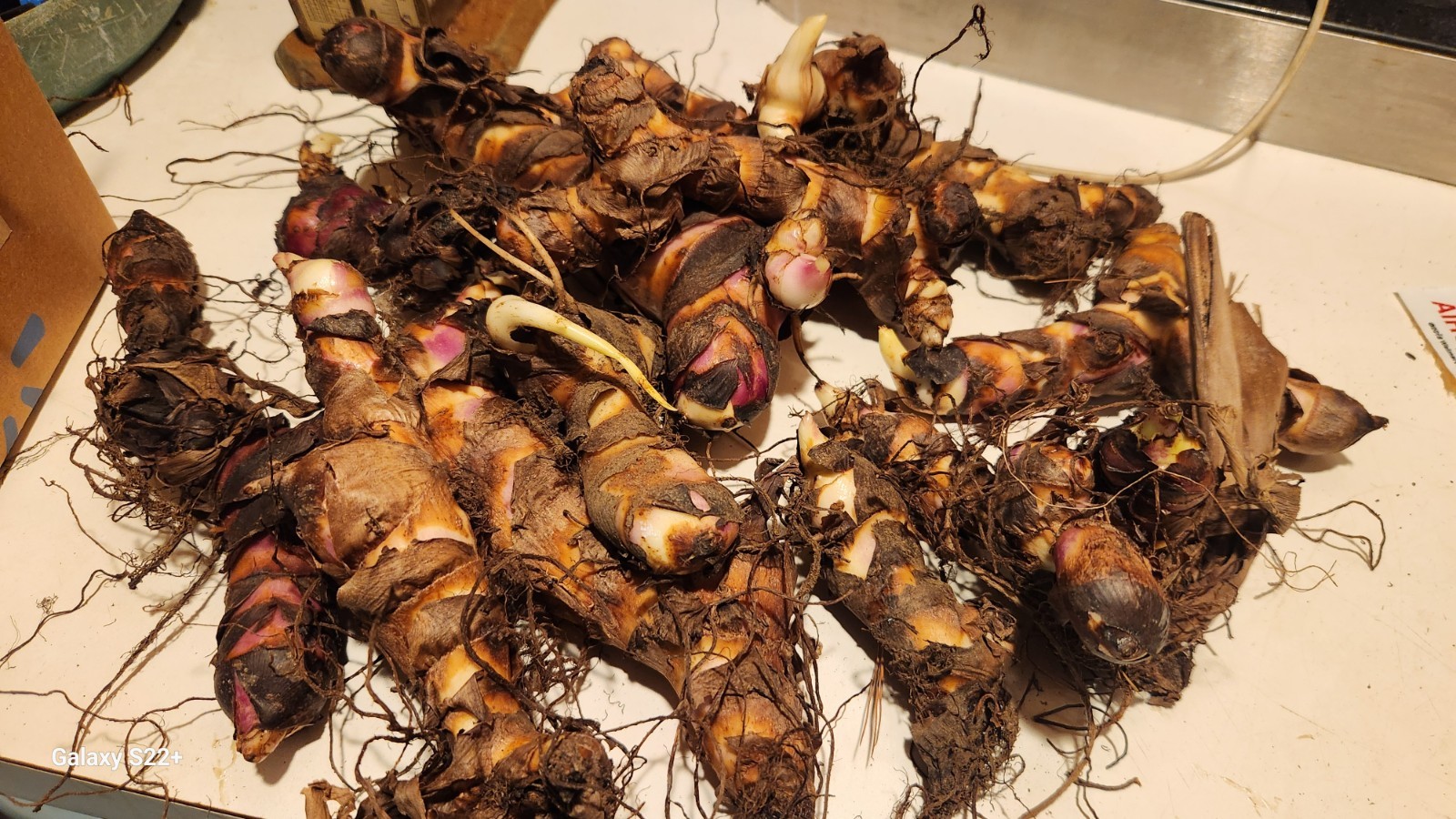 Huge, 12-15 ‘ Red Canna Lily 12 Total Rhizomes