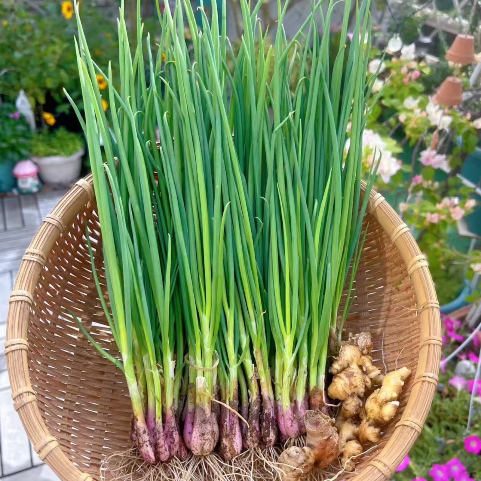 1000 Green Onion Seeds – Easy-to-Grow Scallions for Kitchen Garden or Containers