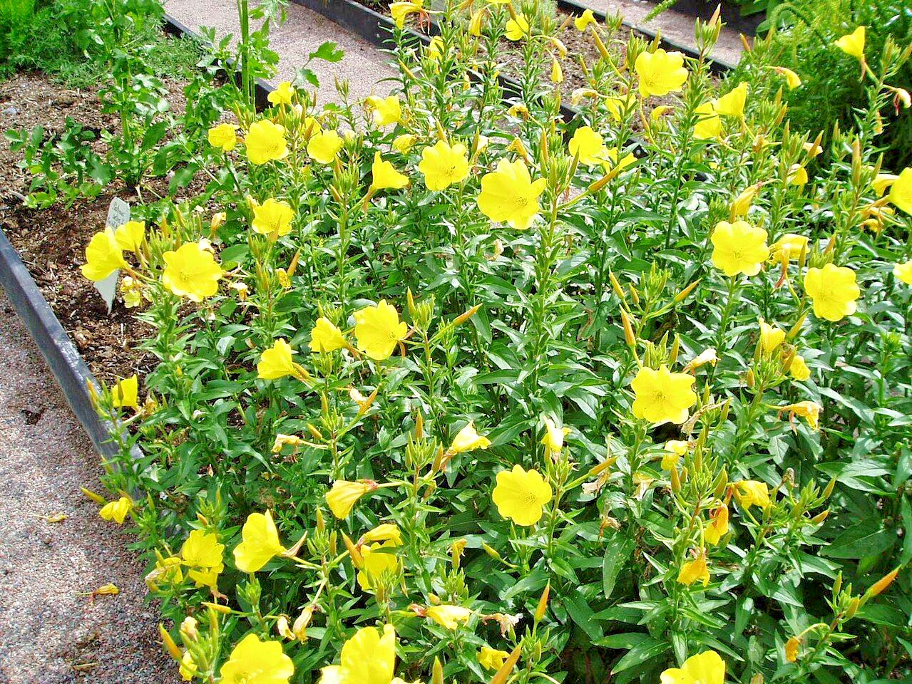 EVENING PRIMROSE 513 SEEDS LARGE YELLOW FLOWERS, OENOTHERA BIENNIS, BULK SEEDS