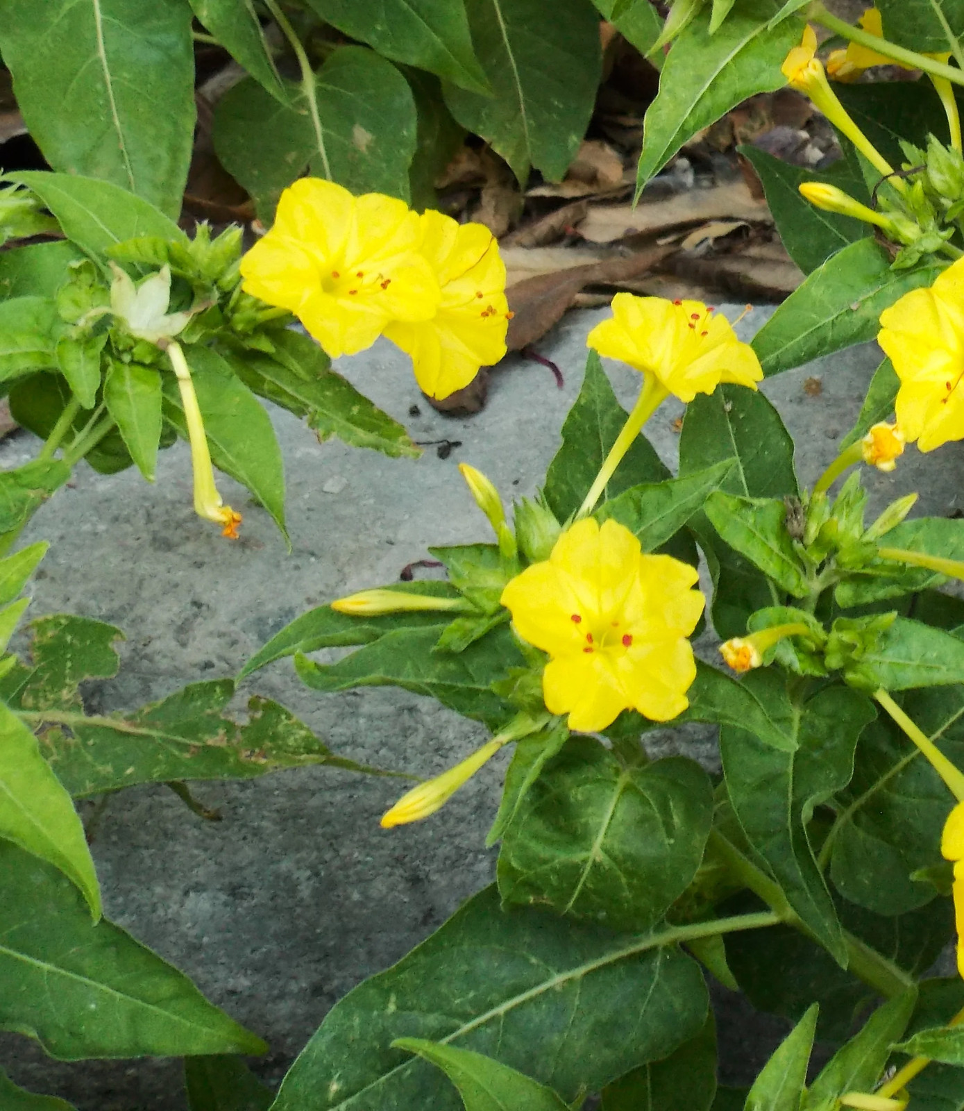 Yellow Four O’ Clock Seeds | Mirabilis Jalapa Marvel of Peru Flower Seed 2025