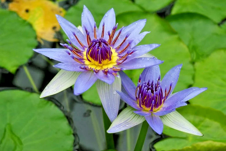 10 EGYPTIAN BLUE WATER LILY SEEDS – Nymphaea Caerulea
