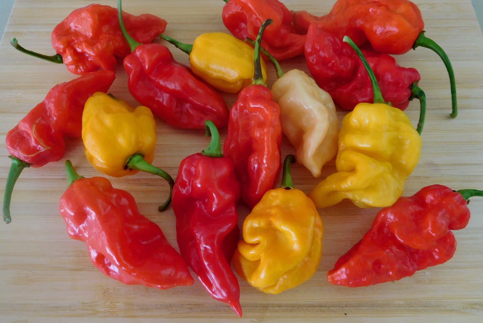 DEVIL’S TONGUE Color Mix Hot Pepper Seeds – 25, 50 seeds Organically Grown in TN