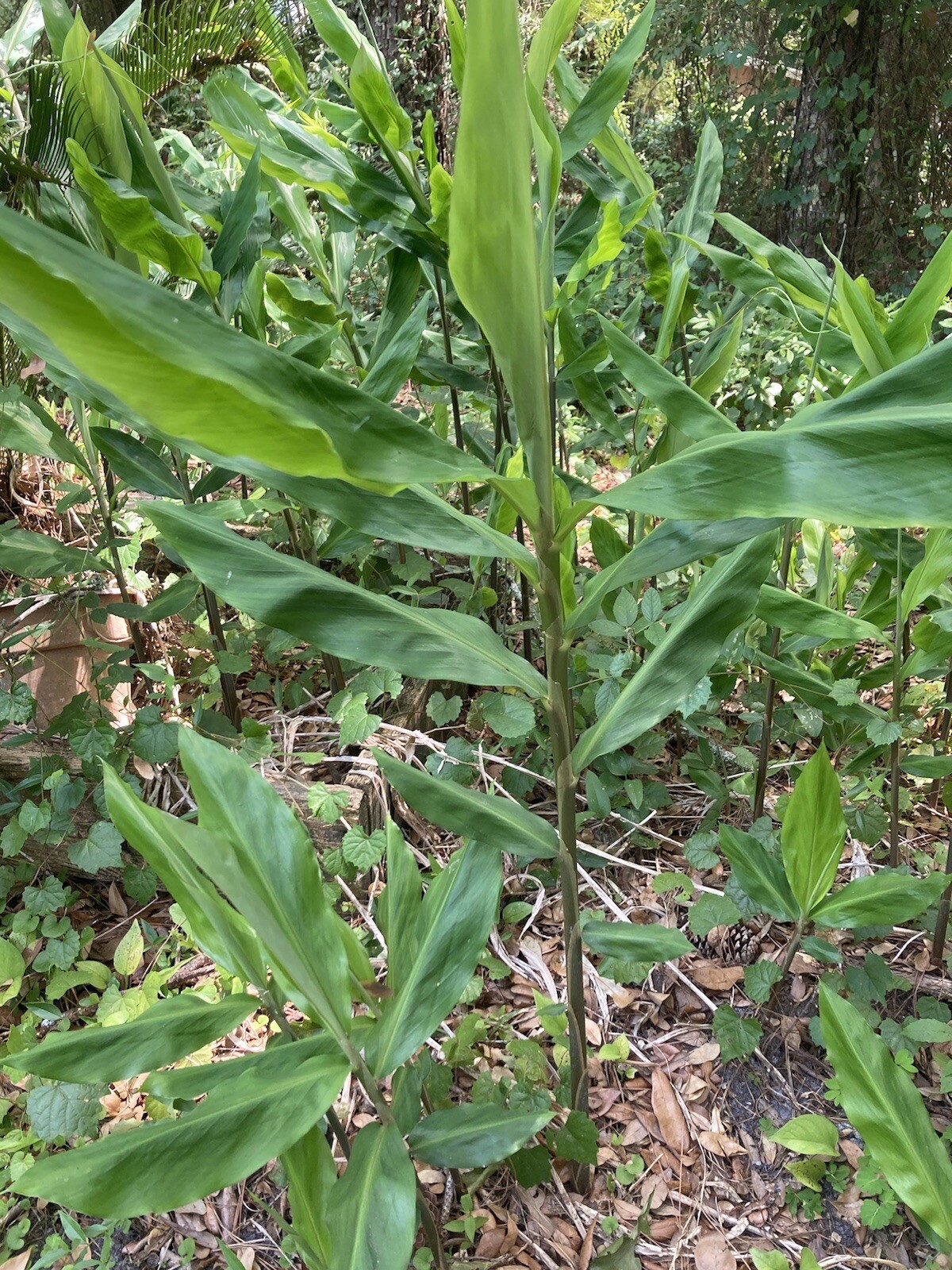 Shampoo Ginger Rhizomes x6 (Free x2 SUPRISE SLIPS p/ single order) Multiplies!