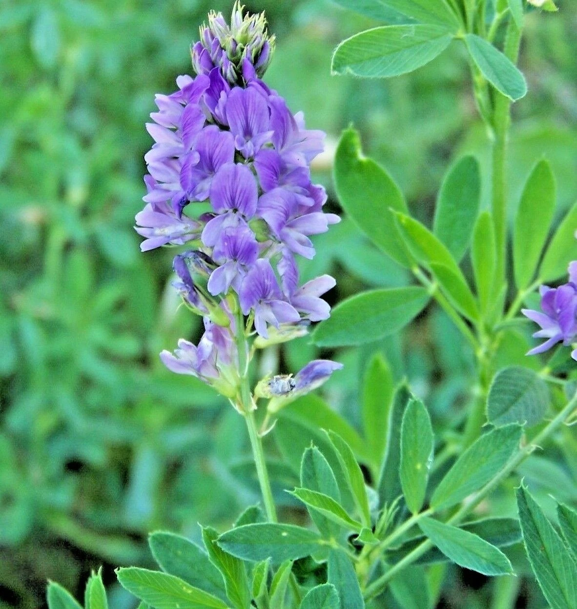 3000+ ALFALFA SEEDS — MICROGREENS — COVER CROP — HERB — HEIRLOOM —- FRESH