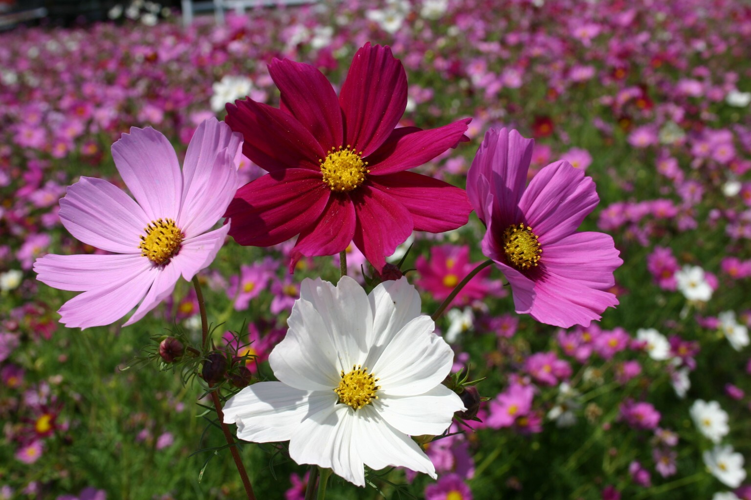 Cosmos Seeds Sensation Mix 100 Ct Flower Garden ANNUAL USA SELLER FREE SHIPPING