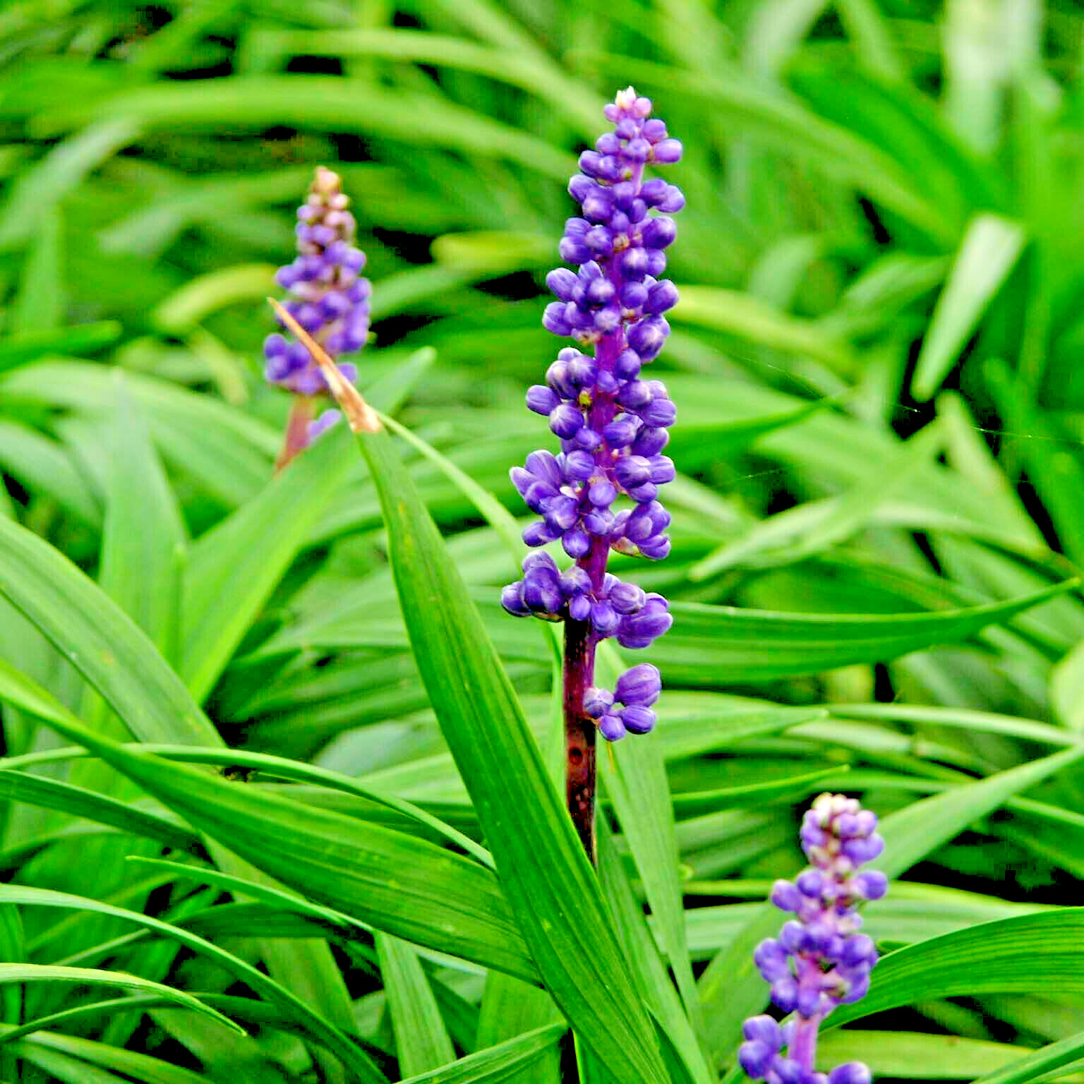 20 BLUE LILYTURF SEEDS – Liriope muscari