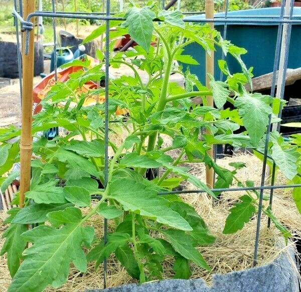 50+Bradley BUSH TOMATO Seeds Organic Compact 36″Tall Vegetable Garden Container