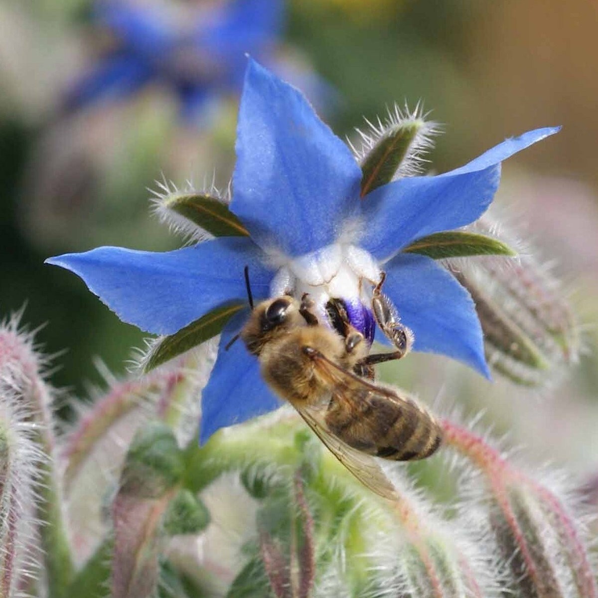 1/4 Lb Borage Herb Seeds – Everwilde Farms Mylar Seed Packet
