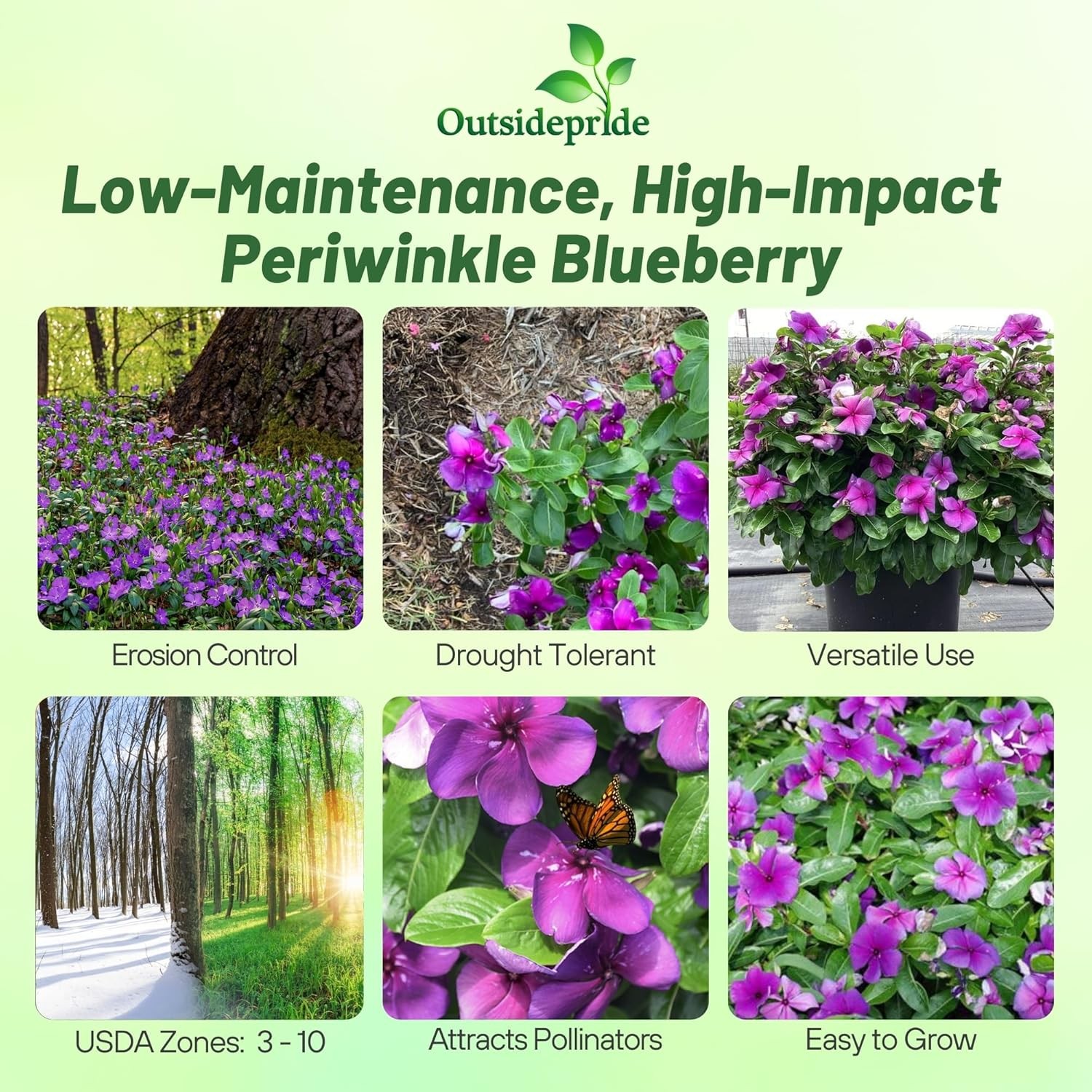50 Seeds Drought Tolerant Blueberry Violet Purple Periwinkle Vinca Flower Seeds