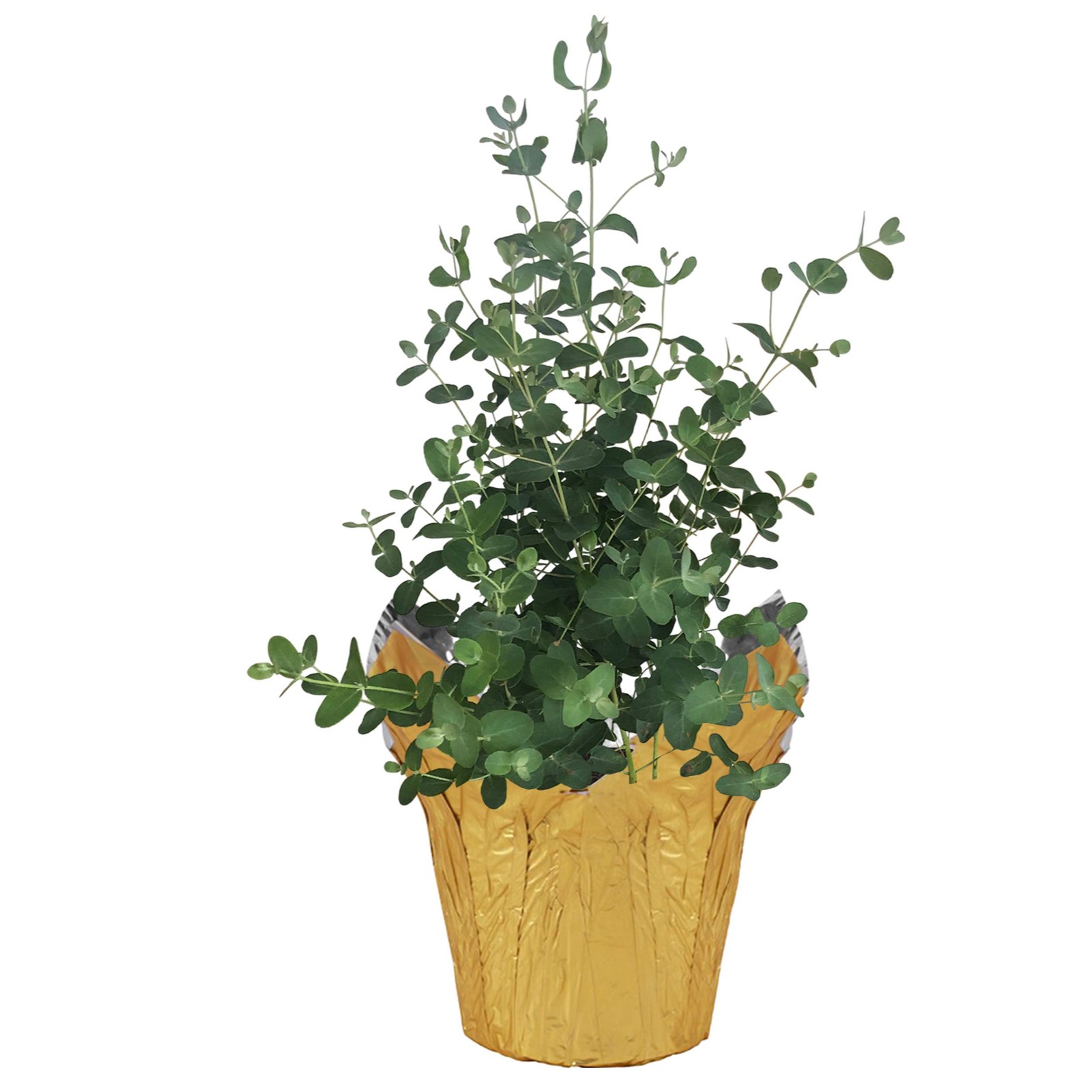Live Aromatic and Healthy Herb – Eucalyptus, Improves Air Quality, Wrapped in…