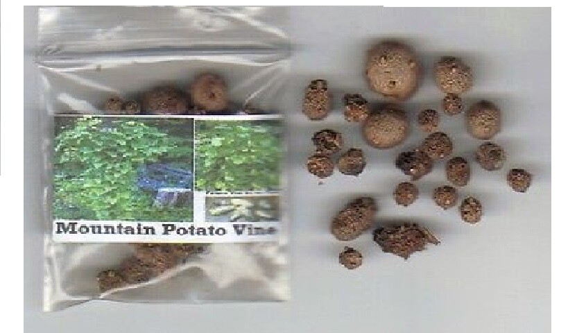 Potato Vine Heart Shaped Leaves Cinnamon Scent Perennial 10 + SEEDS USA Grown