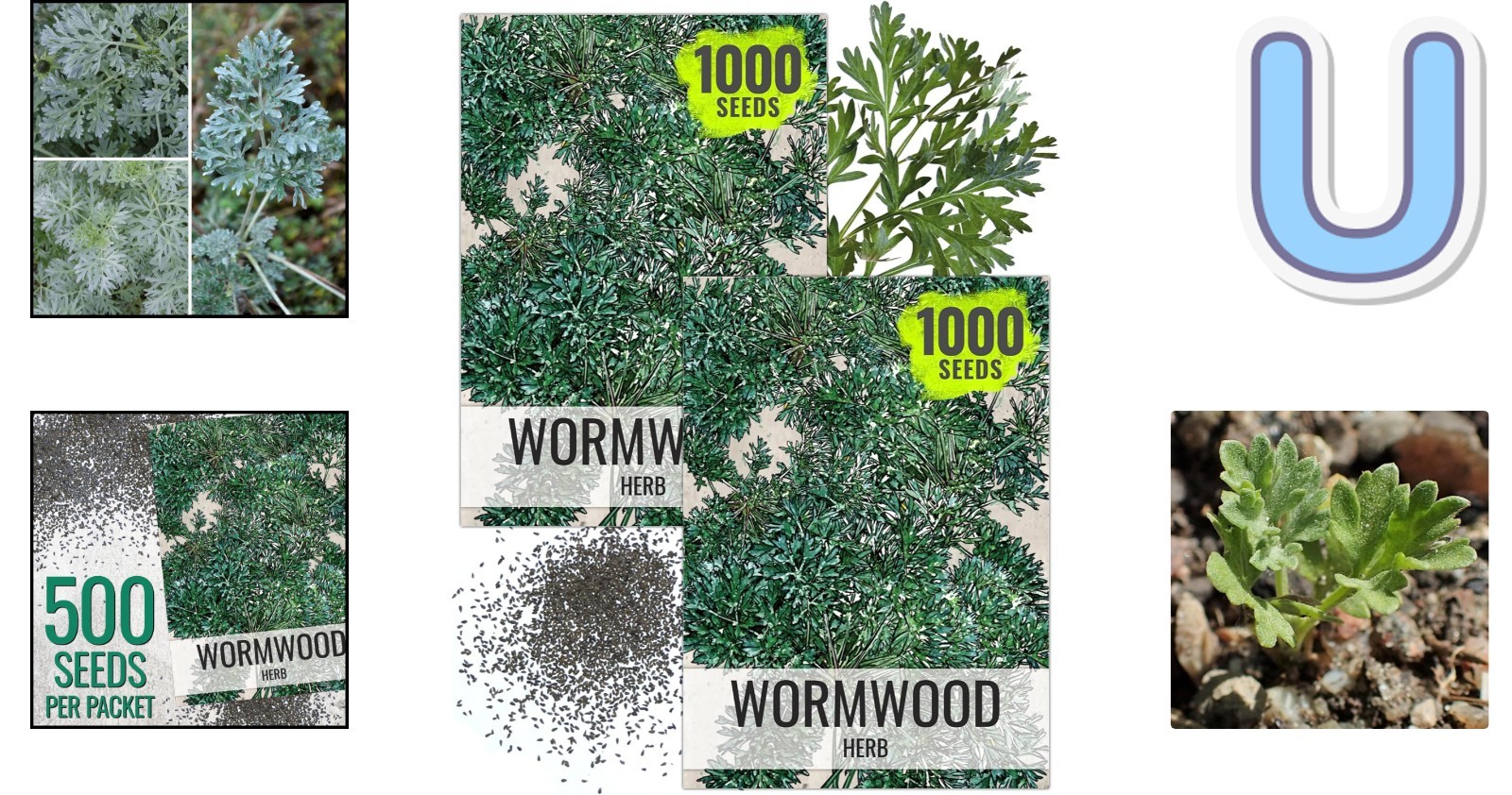 Wormwood Seeds for Planting – Untreated, Non-GMO Herbal Growth – 1000 Count