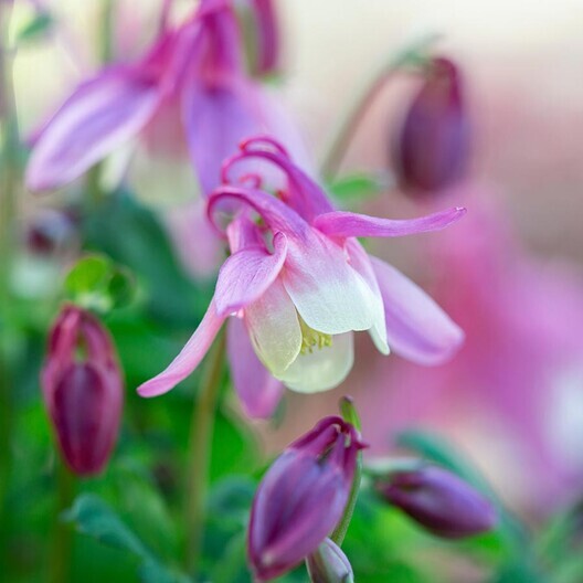 Dwarf EUROPEAN COLUMBINE Mixed Colors Perennial NA Native Non-GMO 200 Seeds!