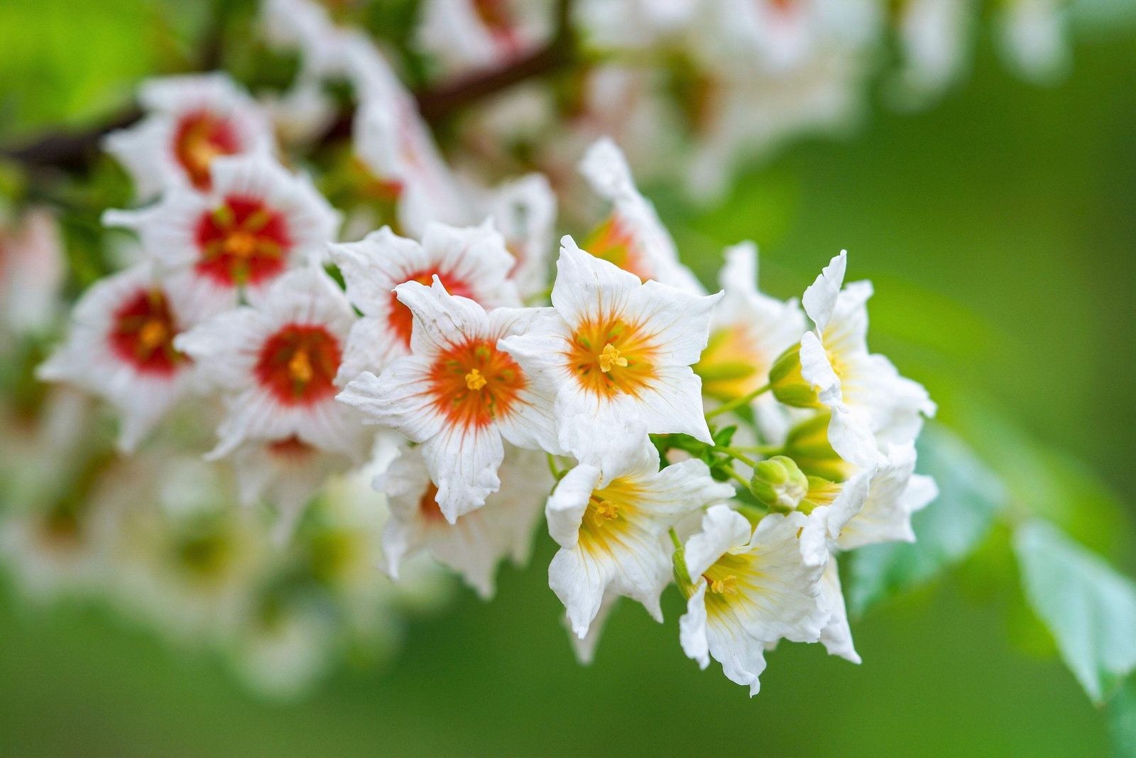 5 YELLOWHORN TREE Xanthoceras Sorbifolium White Yellow Red Fragrant Flower Seeds
