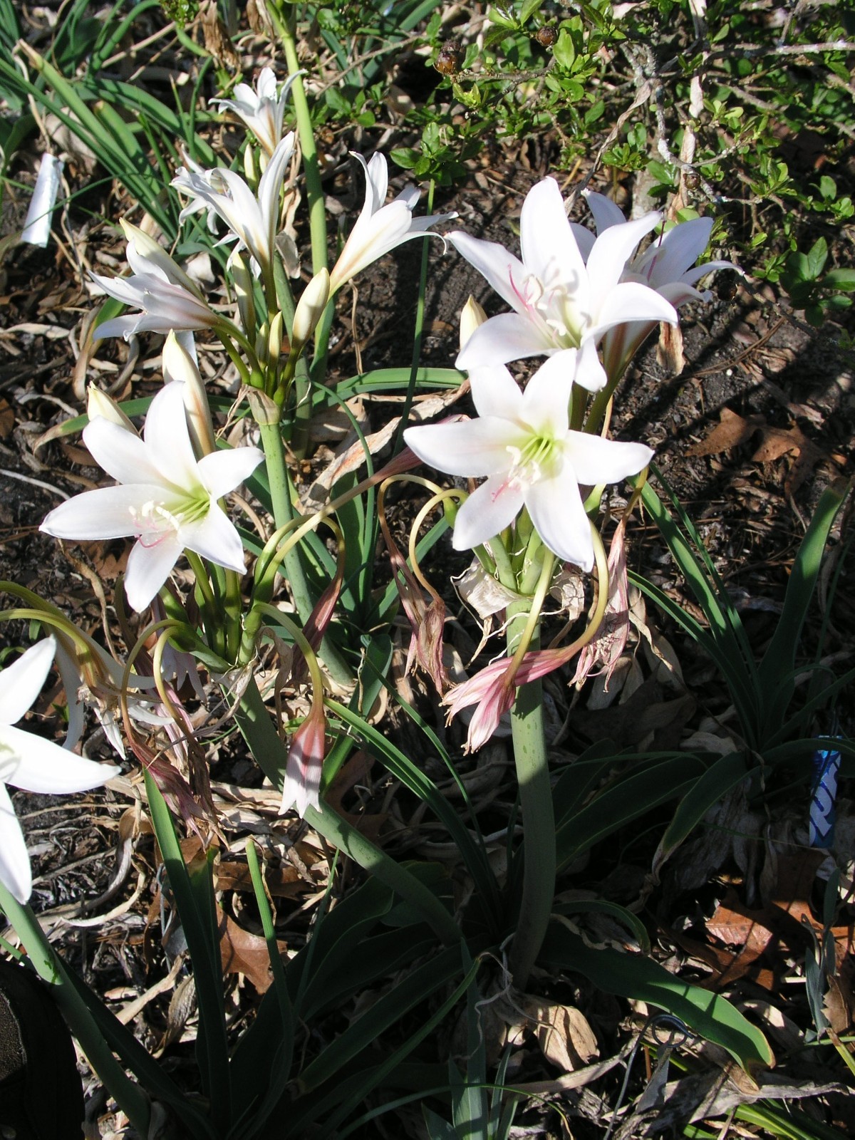 Crinum Lily, Bulbispermum Album ‘White Pawn’ type B, medium-size bulb NEW