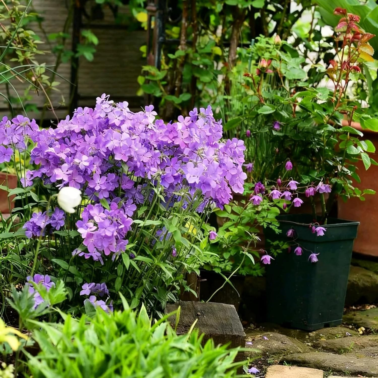 Creeping Phlox Seeds for Planting, 1000+pcs Rare Perennial Creeping Purple Ph…