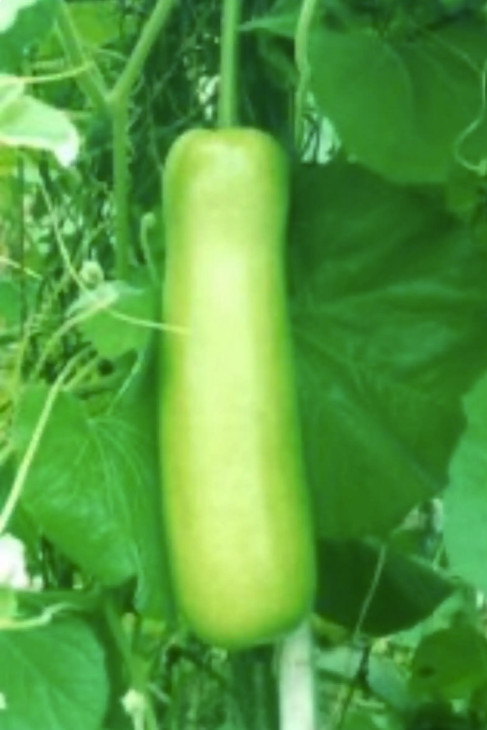 2026 Heirloom Vegetable Seeds – Premium Garden Seeds for Planting