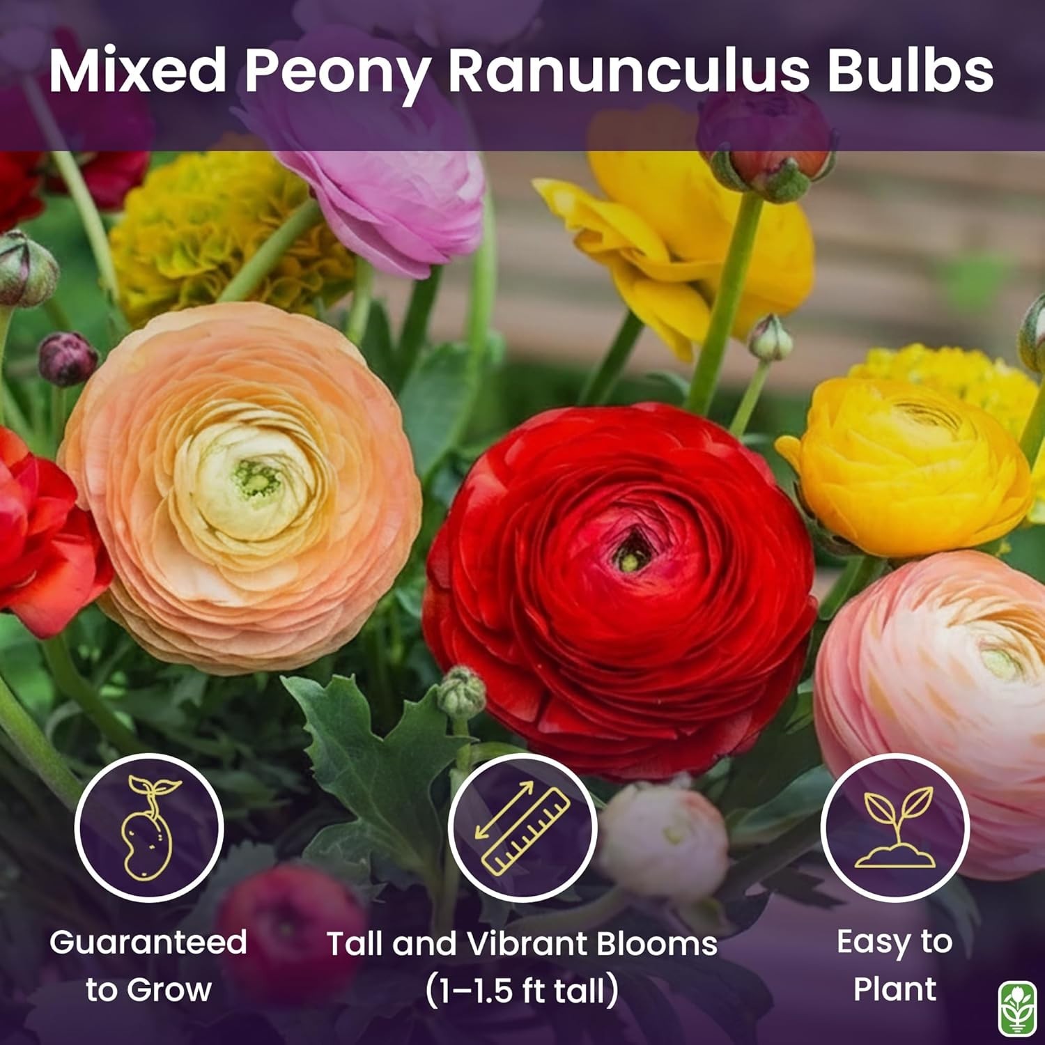 Mixed Peony Ranunculus Bulbs – 12 Large Size Corms for Vibrant Multi-Color Bl…