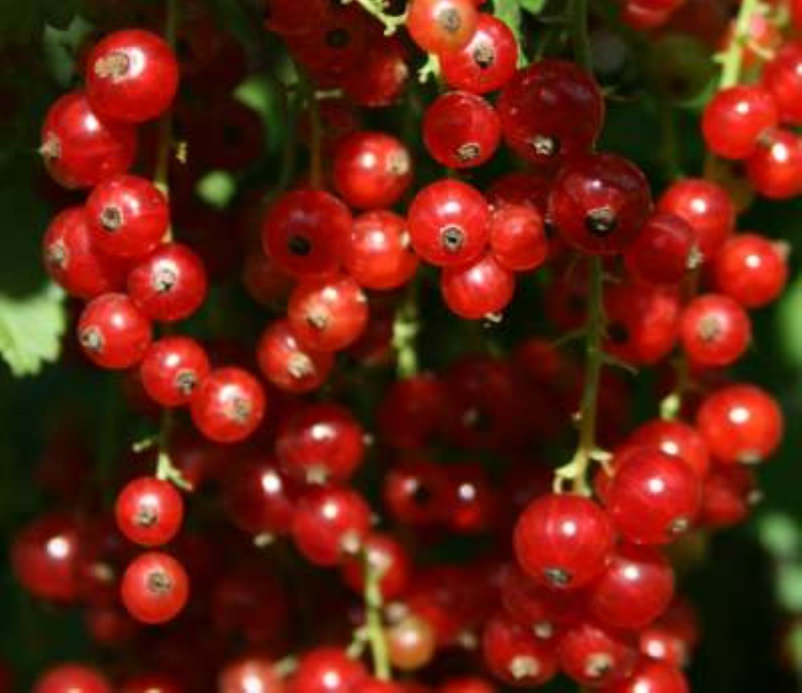 Red Currant “Cherry Red” Rooted plant, 6-12″ tall, 1 year old