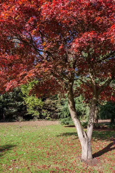 European Black Cherry Tree | Premium Seeds | Prunus padus ‘Fall’ | Plants’®