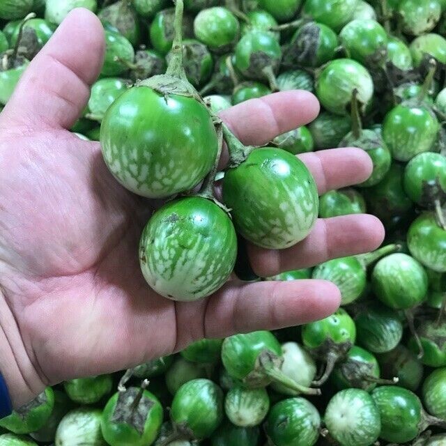 100+ EGGPLANT THAI PETCH SIAM / MATTI GULLA Cà Pháo Seeds Organic Season 2024