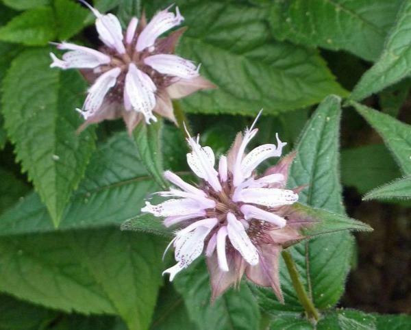 Monarda bradburiana | Horsemint | Bradbury’s Beebalm | 20 Seeds