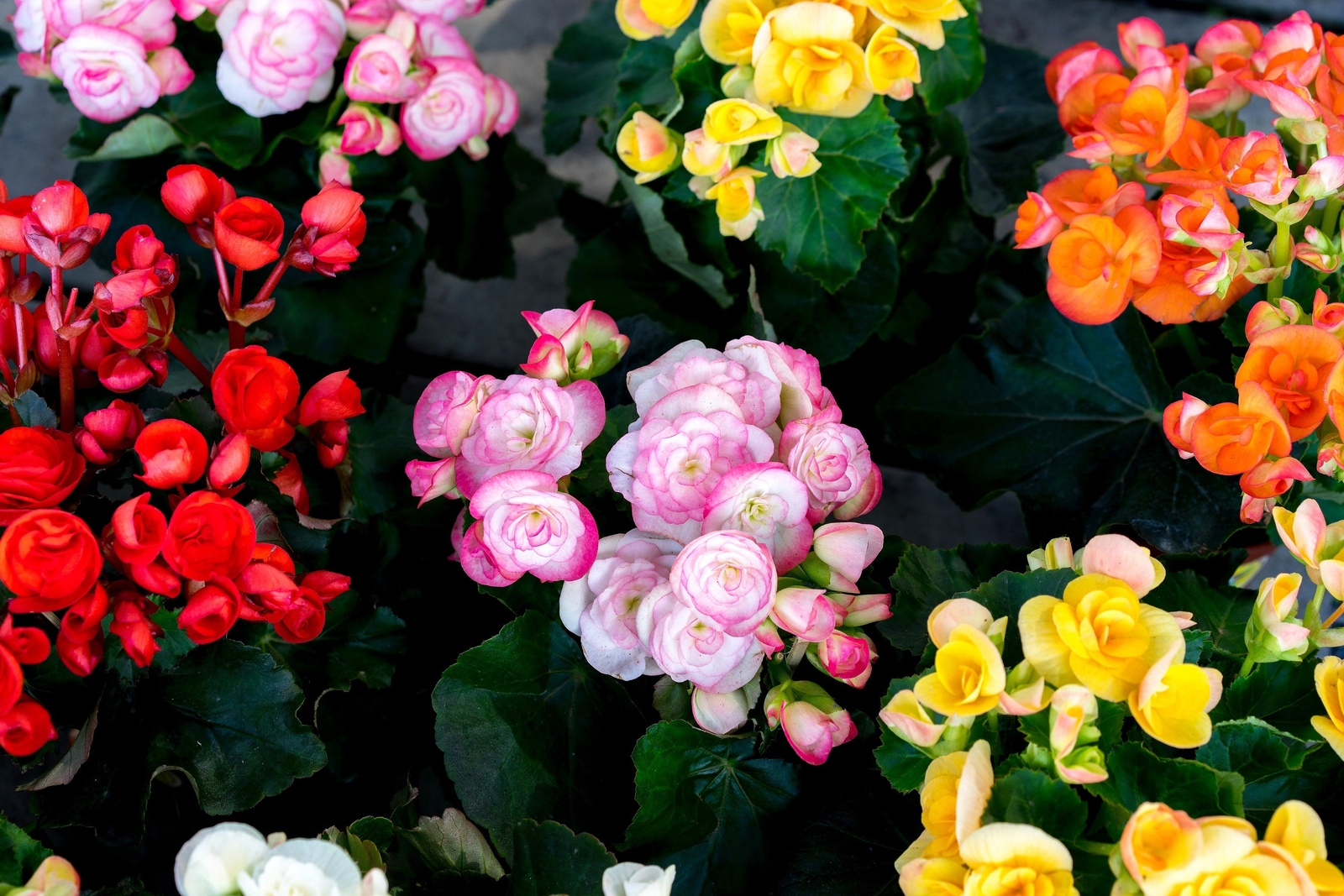 30 MIXED DOUBLE BEGONIA Tuberosa Tuberous Begonia Red Pink + Shade Flower Seeds