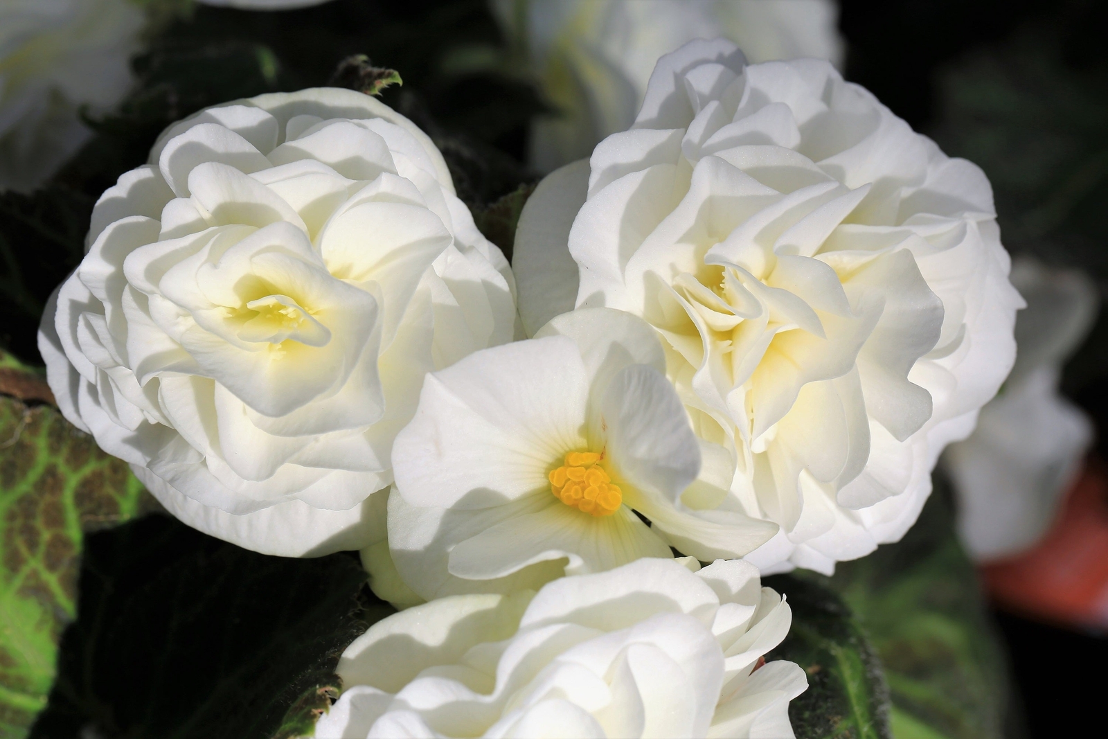 30 MIXED DOUBLE BEGONIA Tuberosa Tuberous Begonia Red Pink + Shade Flower Seeds
